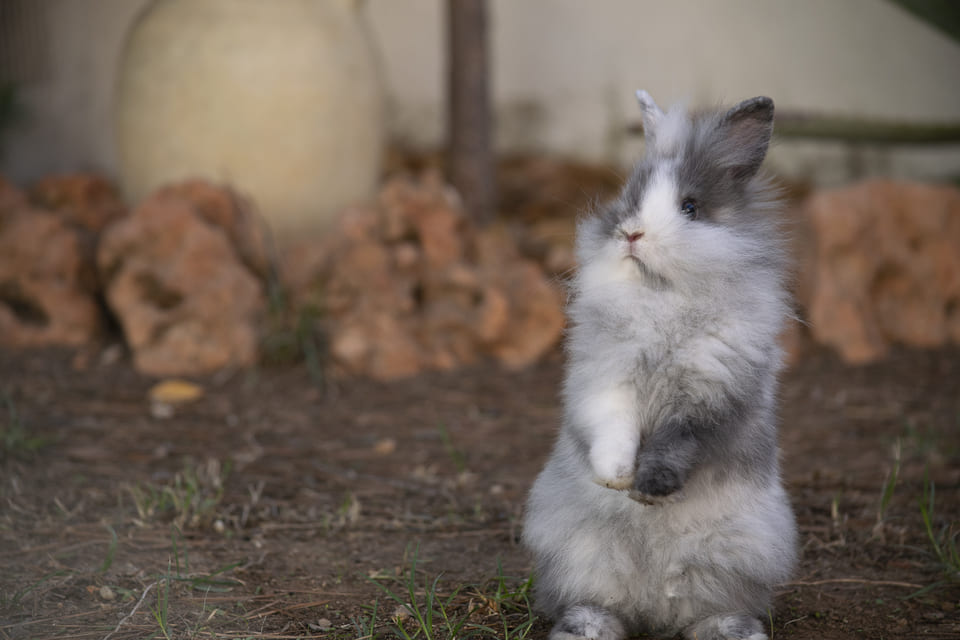 9. Gimena Solis fotografia de mascotas Valencia Espana fotografo de mascotas Espana reportaje de mascotas DSC1220
