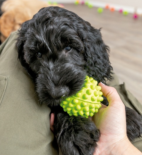 ¿Cómo elegir correctamente el juguete para mi perro? 1 perro 1