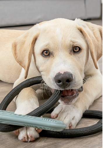 ¿Cómo elegir correctamente el juguete para mi perro? 5 perro 5