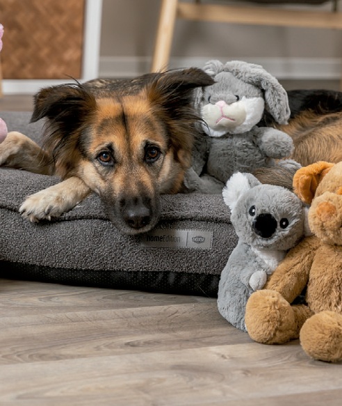 ¿Cómo elegir correctamente el juguete para mi perro? 6 perro 6