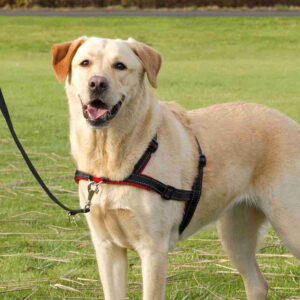 Arnés Guía Lead'n'Walk Soft - arnés antitirones Trixie - Imagen 4