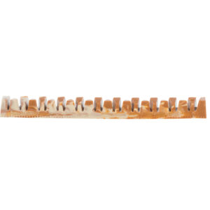 Denta Fun Veggie Jaw Bone 22 cm - Imagen 12
