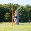 Eslalom para Agility 115 x3 cm Azul Naranja