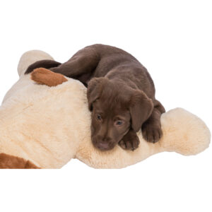 Perro mimado Benny - Imagen 4