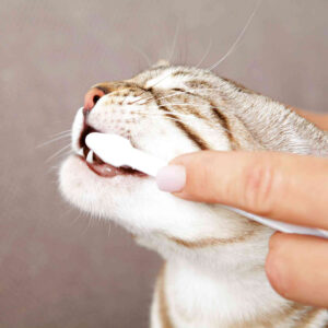 Set Higiene Dental - Imagen 4