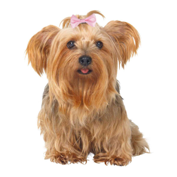 Surtido Lazos para Perros
